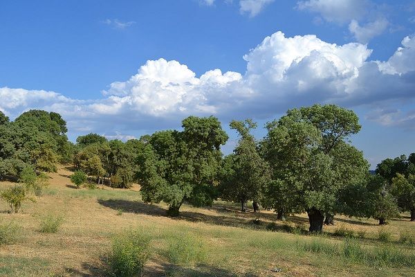 Bosque de La Herrería